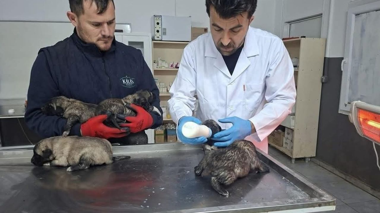 Kilis'te Yangından 6 Köpek Yavrusu Kurtarıldı