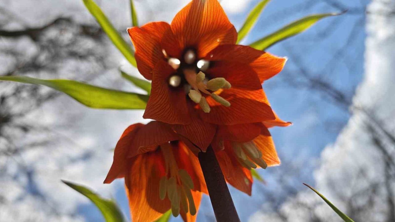 Bitlis'te açan ters laleler, doğanın renk cümbüşünü sergiliyor