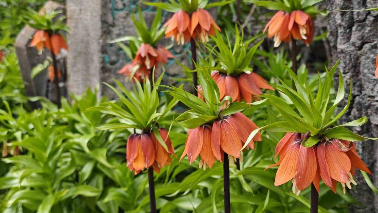 Bitlis'teki ters laleler doğaseverlerin ilgisini çekiyor