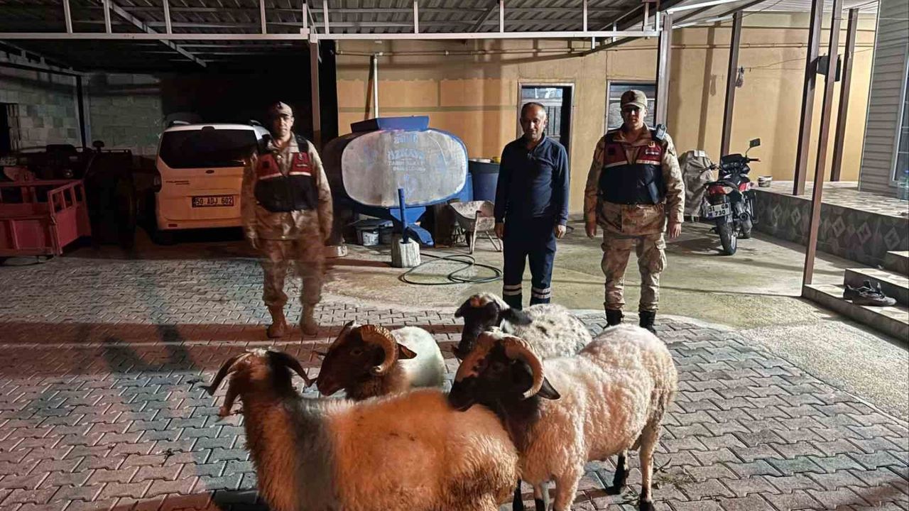 Kilis'te kaybolan dört küçükbaş hayvan bulundu