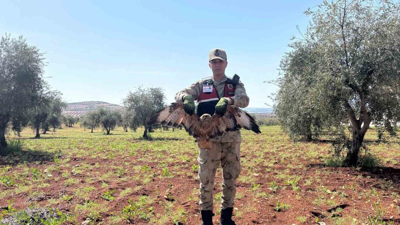 Kilis'te yaralı bir kızıl şahin tespit edildi