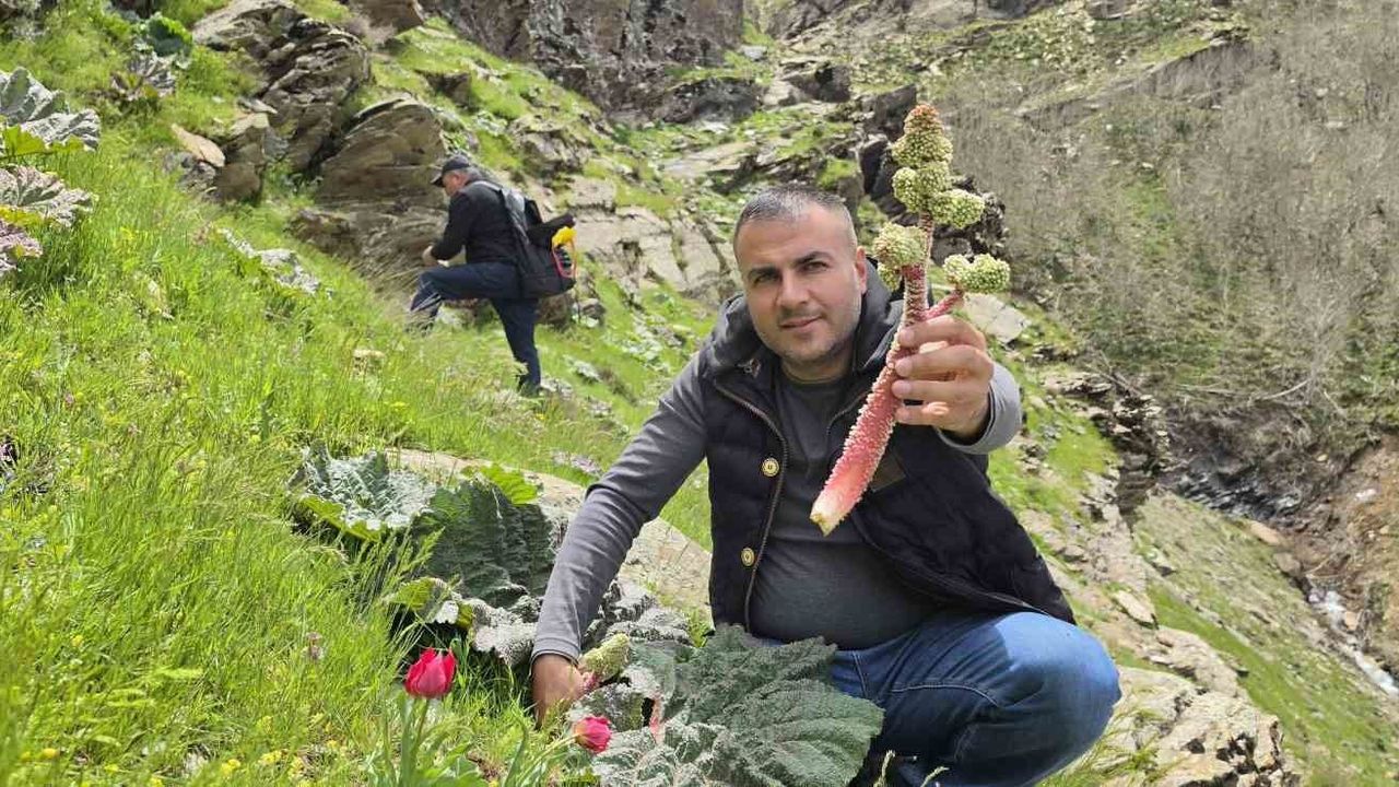 Baharın gelişiyle Bitlis'te 'yayla muzu' coşkusu