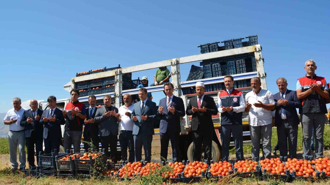 Bitlis'te domates hasadı başladı: Bölgede 1'inci, Türkiye'de 7'nci sırada