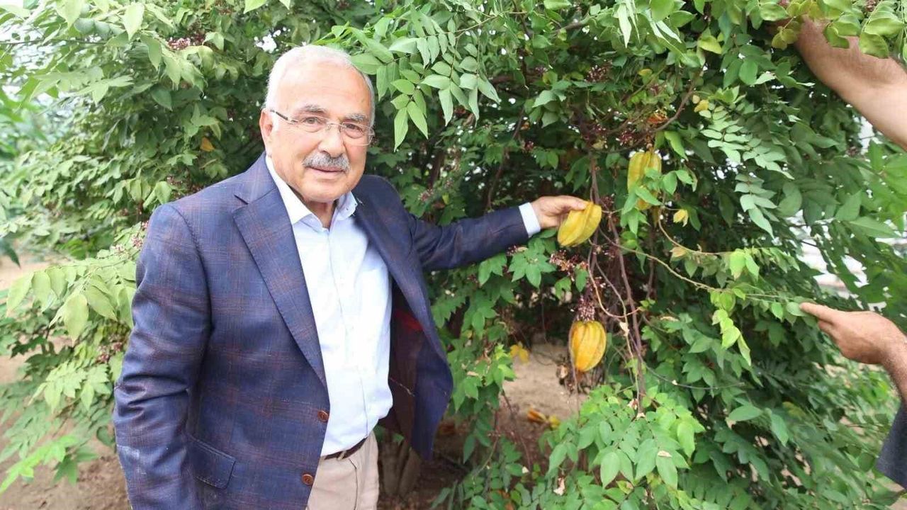Karadeniz'de Tropikal Meyve Üretimi Yükselişte