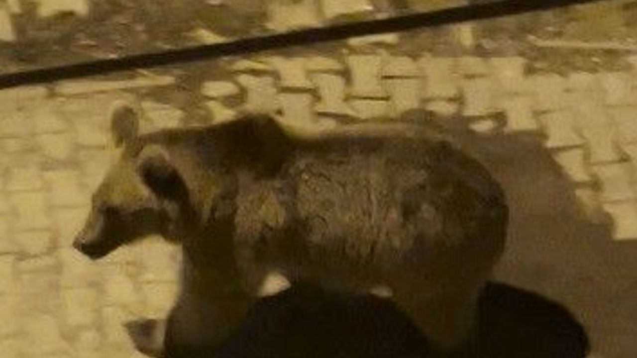 Kars'ta Boz Ayılar Mahalle Arasında Görüntülendi