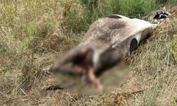 Erdek’te bir inek, yırtıcı hayvan saldırısına uğradı