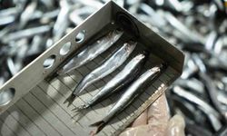 Avcılık denetimlerinde ceza yağdı: 2,6 milyon TL'yi aştı