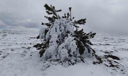 Bolu'da soğuk hava ağaçları dondurdu