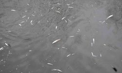 Çayda korkutan görüntü: Yüzeye çıkan balıklar ölüyor