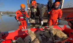 Nehir taşkınında mahsur kalan hayvanlar botla kurtarılıyor