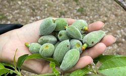 Datça'nın ünlü 'çağla badem'i tezgaha inmeye hazır