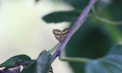 Doğu Karadeniz'de üç istilacı tür tarımı tehdit ediyor