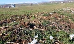 Kulp'ta baharın habercisi çiğdemler açtı