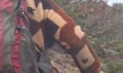 Kuş gözlemi için çıktığı arazide ayı ile karşı karşıya kaldı... Korku dolu anlar kamerada