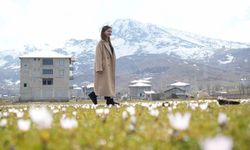 Muş Ovası'nda baharın habercisi çiğdemler açtı