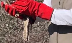 Osmaniye'de tedavileri tamamlanan şahinler, doğaya kanat çırptı