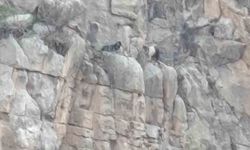 Siirt'te kayalıklarda 4 gündür mahsur kalan 2 keçi kurtarıldı