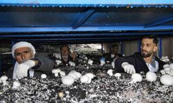 2 Bin Yıllık Tarihi Mağarada Mantar Yetiştiriciliği Yapılıyor