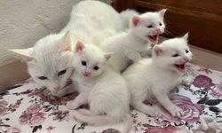 2026 Yılının İlk Van Kedisi Yavruları Dünyaya Geldi