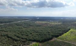 81 İl İçin 81 Orman Projesi İlkbahar Dikimlerine Devam Ediyor