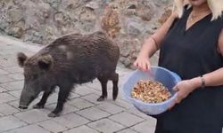 Safiye Soyman Aç Domuzu Besledi / Video