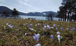 Abant'ta Kışın Ardından Gelen Bahar Güzellikleri