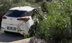 Adana'da şiddetli rüzgar ağaçları devirdi