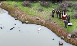 Ankara'da düşen kuğu Edirne'de özgürlüğüne kavuştu