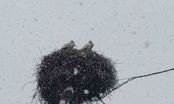 Bingöl'e erken gelen leylekler kara yakalandı