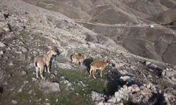 Elazığ'da dağ keçileri dron ile görüntülendi