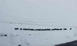 Karlı arazide ilerleyen domuz sürüsü görüntülendi