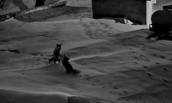 Köye inen tilkiler birbirine girdi, o anlar kameraya yansıdı