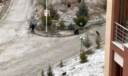 Sokak köpeklerinin saldırısına uğrayan kadını vatandaşlar kurtardı: O anlar kamerada