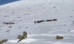 Yılkı atları karla kaplı doğada dans etti, o anlar cep telefonu kamerasına yansıdı