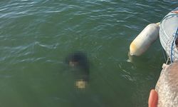 Akülü tekerlekli sandalyesiyle denize düşen engelli vatandaş yaşamını yitirdi