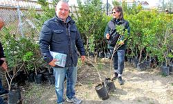 Alaçatı'da 'Her Bahçeye Bir Sakız Fidanı' Hareketi