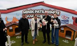 Altıeylül'de Sevimli Dostlarımız Yeni Yuvalarını Bekliyor