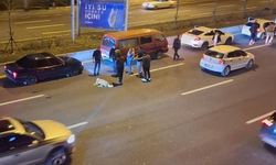 Ankara'da Sahipsiz Köpekler Trafik Kazalarına Yol Açıyor