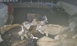 Ankara'daki köyde çiftlikte kurt saldırısı: Hayvanlar telef oldu