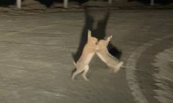 Anlaşmazlık İçindeki Tavşanlar Kavga Etti