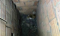 Apartmanın Havalandırma Boşluğuna Düşen Kedi Kurtarıldı