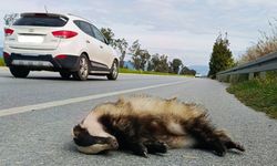 Araç çarpması sonucu porsuk yaşamını yitirdi