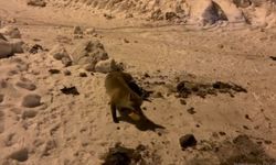 Ardahan'da Bir Adam, Her Gün Bahçesine Gelen Tilkiye Yem Veriyor