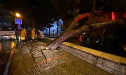 Aydın'da büyük bir felaketin eşiğinden dönüldü: Yüzyıllık çam ağacı yıkıldı
