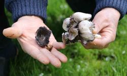 Baharın gelişiyle artan yabani mantar tüketimi tehlikeleri