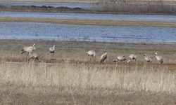Baharın İlk İzleri: Anadolu Turnaları Görüntülendi