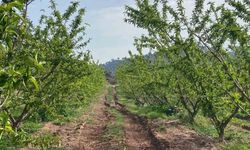 Bahçelerde Meyve Gelişimi İzleniyor, Ağaçlar Çiçek Açtı
