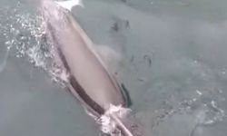 Bandırma Limanı'nda bir yunus avlanırken görüntülendi