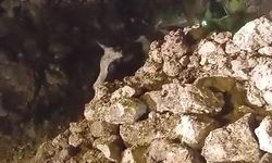 Batman'da Fırtınanın Etkisiyle İki Katlı Taş Bina Yıkıldı: 5 Büyükbaş Hayvan Kurtarıldı