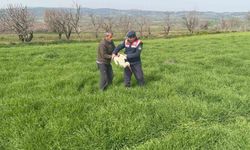 Bilecik'te Yaralı Leylek Kurtarıldı ve Göreve Teslim Edildi